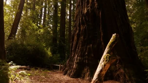 Forêt Séquoia Axis Dolly Santa Cruz Californie États Unis Daytime — Video