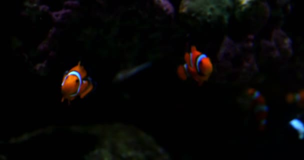 Nahaufnahmen Von Clownfischen Amphiprioninae Anemonenfischen — Stockvideo