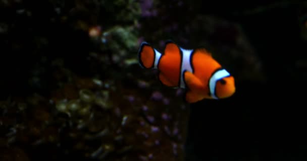 Imágenes Primer Plano Clownfish Amphiprioninae Anemonefish — Vídeos de Stock