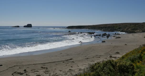 Elefantsälar San Piedras Blancas Rookery San Simeon Kalifornien — Stockvideo