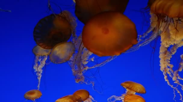 Jellyfish Ειρηνικού Θάλασσα Τσουκνίδα Μπλε Φόντο Κολύμβηση Υποβρύχιο Ωκεανό — Αρχείο Βίντεο