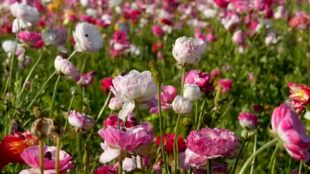 Persian Buttercup Flower Field Gros Plan Californie Usa Blanc Rose — Video