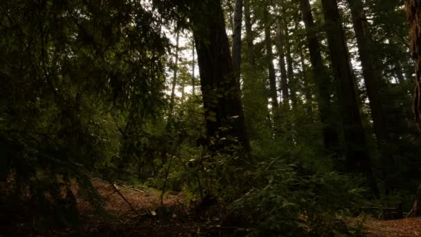 Redwood Forest Axis Dolly Santa Cruz California — стоковое видео