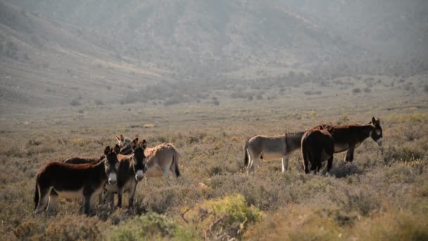 Burros Parque Nacional Del Valle Muerte Manada Burros Salvajes California — Vídeos de Stock