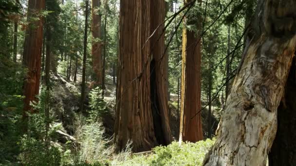 Forêt Séquoia Dolly Grant Grove Kings Canyon National Park Californie — Video