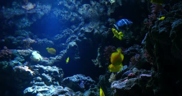 Imágenes Escénicas Tropical Fish Underwater — Vídeo de stock