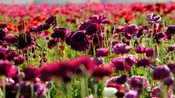 Persian Buttercup Flower Field Closeup California Usa Purple — стокове відео