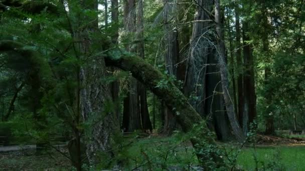Redwood Forest Axis Dolly Santa Cruz California Usa Morning Left — Stock Video
