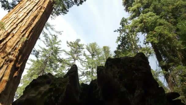 Sequoia Forest Tilt Grant Grove Kings Canyon National Park California — Video Stock