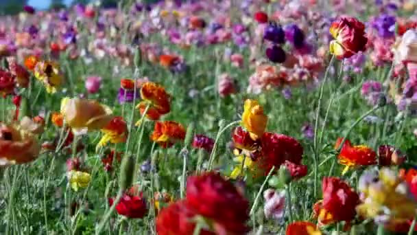 Persiska Smörblomma Blommor Dolly Röd Gul Och Lila Rosa — Stockvideo