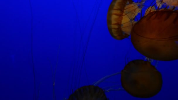 Medusas Del Mar Pacífico Ortiga Azul Fondo Natación Océano Submarino — Vídeo de stock