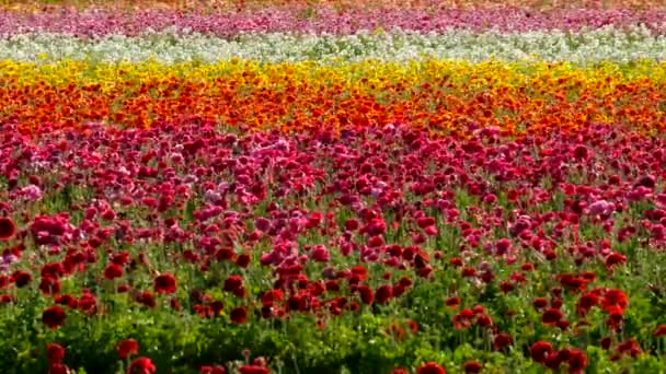 Perzische Buttercup Flower Field Californië Verenigde Staten Rood Roze Geel — Stockvideo