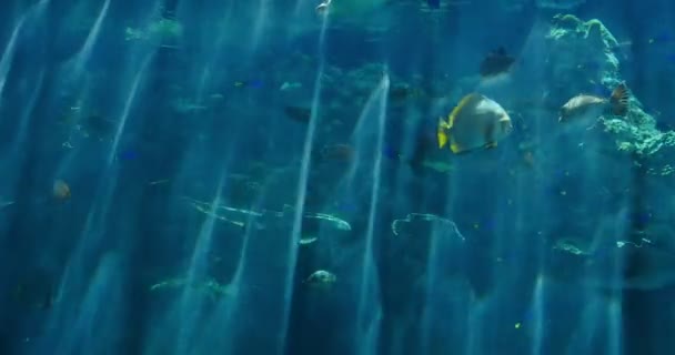 Solljus Tropiska Oceanen Undervattens Marint Liv — Stockvideo