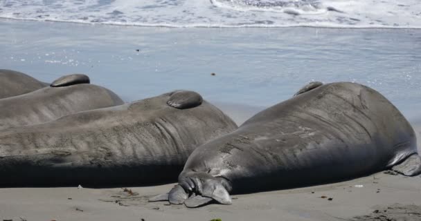 圣西门加州集团睡眠区San Piedras Blancas Rookery的大象海豹 — 图库视频影像