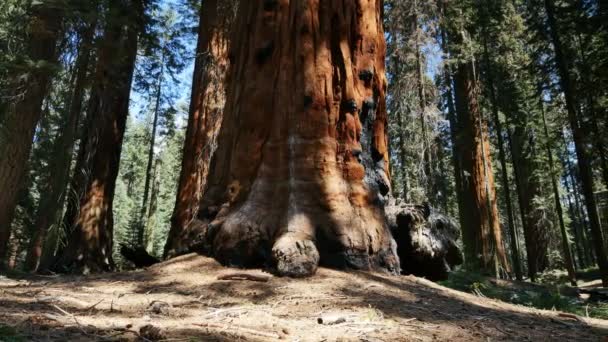 Parc National Sequoia Californie Axis Dolly Left Pan Right — Video