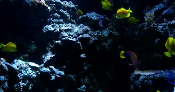 Imágenes Escénicas Tropical Fish Underwater — Vídeo de stock