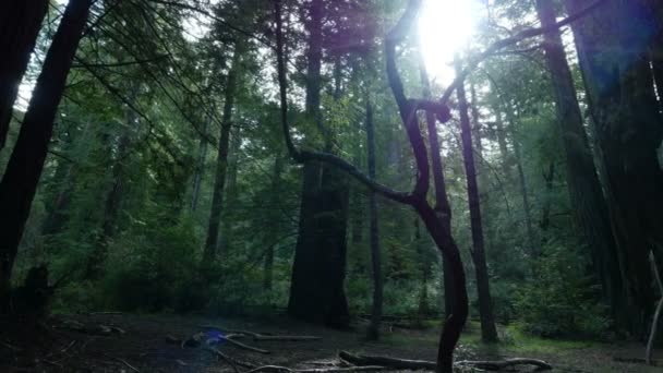Redwood Forest Sunrise Axis Dolly Santa Cruz California — стоковое видео