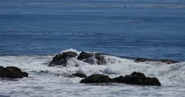 Big Sur Waves Crashing Julia Pfeiffer Burns State Park Vista — Video Stock