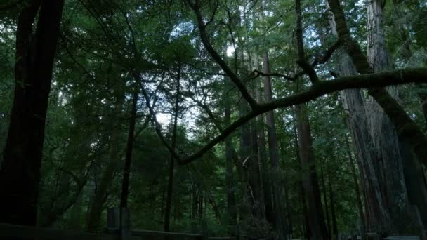 Redwood Forest Eixo Dolly Santa Cruz Califórnia Eua Manhã Certo — Vídeo de Stock
