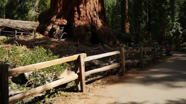 红杉森林倾斜向上赠款槽国王峡谷加州国家公园 — 图库视频影像