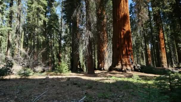 Parque Nacional Sequoia Califórnia Eixo Dolly Direita Pan Esquerda — Vídeo de Stock