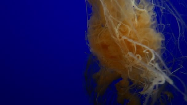 Jellyfish Ειρηνικού Θάλασσα Τσουκνίδα Μπλε Φόντο Κολύμβηση Υποβρύχιο Ωκεανό — Αρχείο Βίντεο