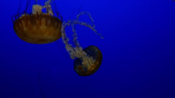 Jellyfish Pacific Sea Nettle Blue Background Swimming Underwater Ocean — Stock Video