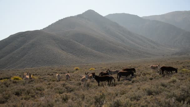 Burros Death Valley National Park Herd Wild Donkey Mountains Californië — Stockvideo