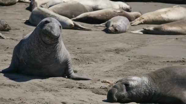 Phoques Éléphants Ralenti 96Fps Marcher Gros Plan Côte Pacifique Californie — Video