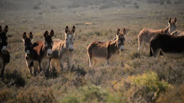 Burros Parque Nacional Del Valle Muerte Herd Wild Donkey California — Vídeos de Stock