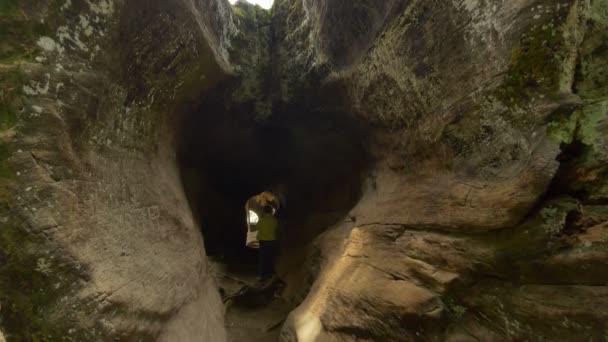 Sequoia Forest Inclinez Grant Grove Kings Canyon National Park Californie — Video