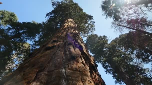 Национальный Парк Sequoia California Dolly Right Pan Left — стоковое видео