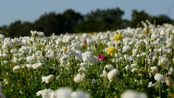 Perzische Buttercup Flower Field Californië Verenigde Staten Wit — Stockvideo
