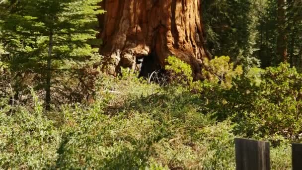 セコイアの森がグラントグローブ キングスキャニオン国立公園を傾斜アップ カリフォルニア — ストック動画