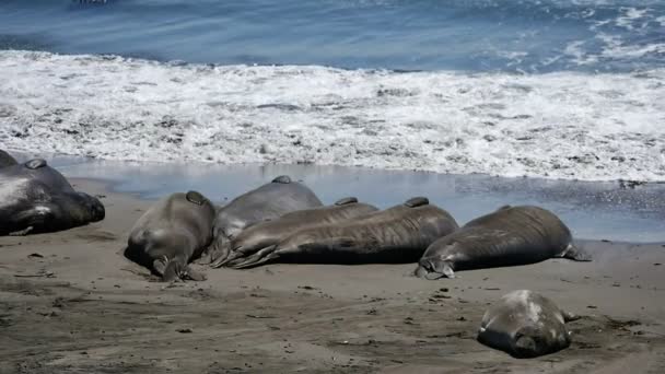 Elephant Seals Slow Motion 96Fps Golven Crashen Beach Pacific Coast — Stockvideo