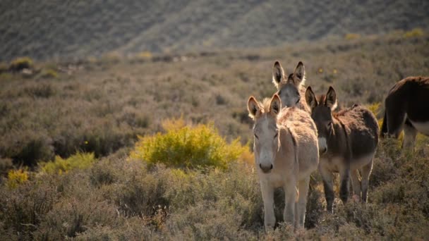 Burros Parque Nacional Del Valle Muerte Herd Wild Donkey California — Vídeos de Stock