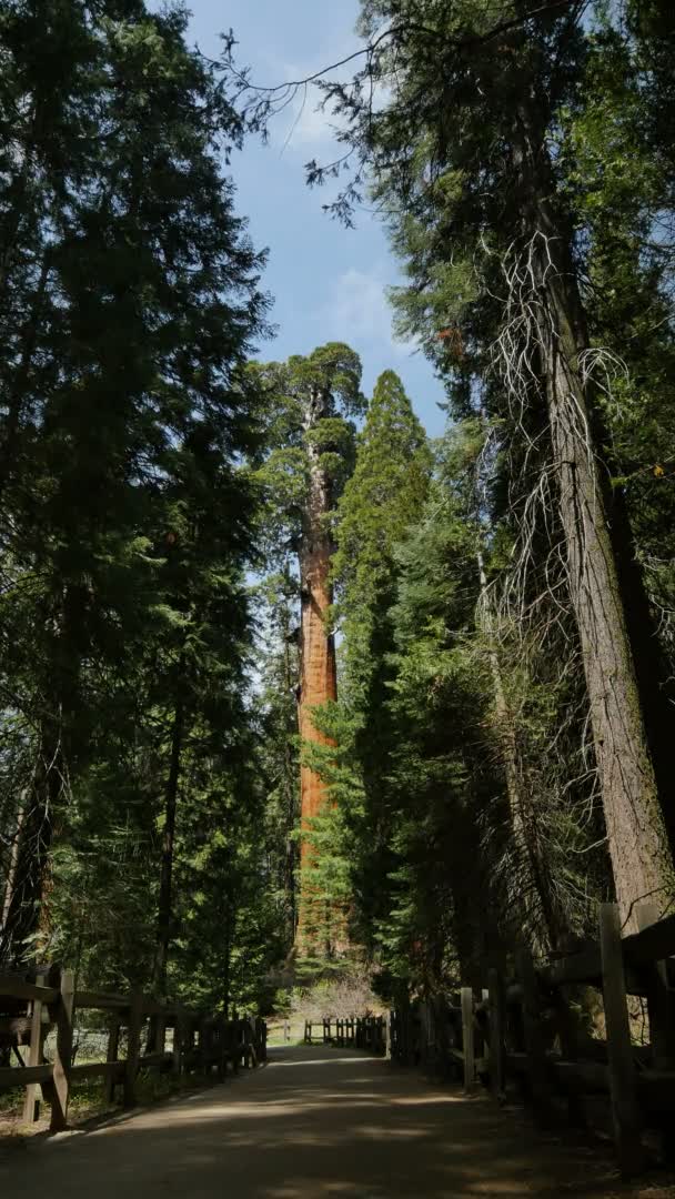 Sequoia Forest Vertical Shot Grant Grove Kings Canyon National Park — Stock video