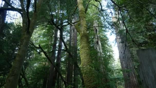 Redwood Forest Axis Dolly Santa Cruz California Usa Morning Right — 비디오