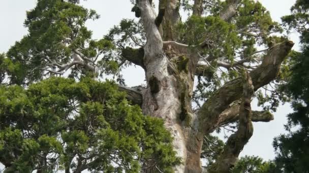 Sequoia Forest Time Lapse Generale Grant Tree Inclinare Nuvole — Video Stock