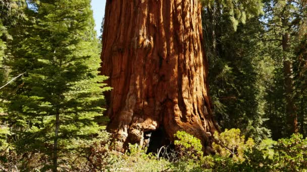 Sequoia Ormanı Grant Grove Kralları Kanyon Ulusal Parkı Kaliforniya — Stok video