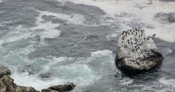 Big Sur Onde Che Infrangono Sulle Rocce Con Uccelli Selvatici — Video Stock