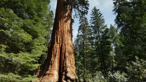 Sequoia Forest Time Lapse General Grant Tree Inclinar Nuvens — Vídeo de Stock
