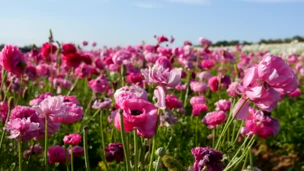 Perzische Buttercup Flower Field Closeup Californië Verenigde Staten Pink — Stockvideo