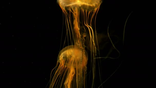 Medusas Japonés Mar Ortiga Natación Bajo Agua — Vídeos de Stock