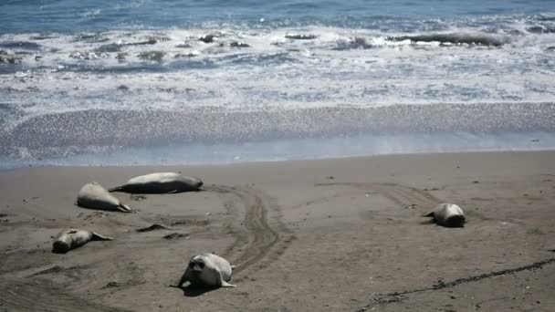 Elephant Seals Slow Motion 96Fps Walking Pacific Coast California San — Stock Video