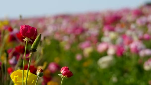 Perzische Buttercup Flower Field Closeup Californië Verenigde Staten Pink — Stockvideo