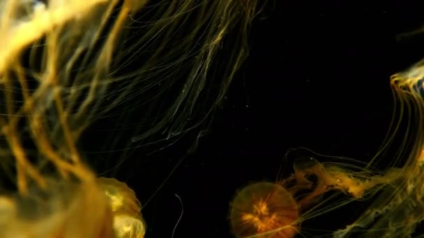 Медузы Японская Морская Крапива Плавание Подводном Океане — стоковое видео