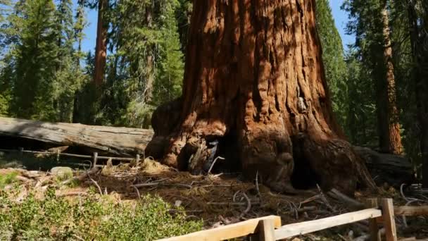 红杉森林倾斜向上赠款槽国王峡谷加州国家公园 — 图库视频影像