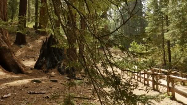 Sequoia Ormanı Dolly Grant Grove Kralları Kanyon Ulusal Parkı Kaliforniya — Stok video