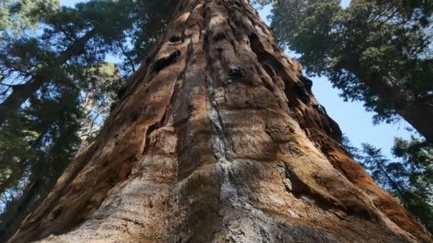 Parque Nacional Sequoia Califórnia Eixo Dolly Esquerda Pan Direita — Vídeo de Stock